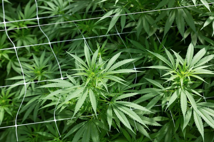 cannabis Rossmary